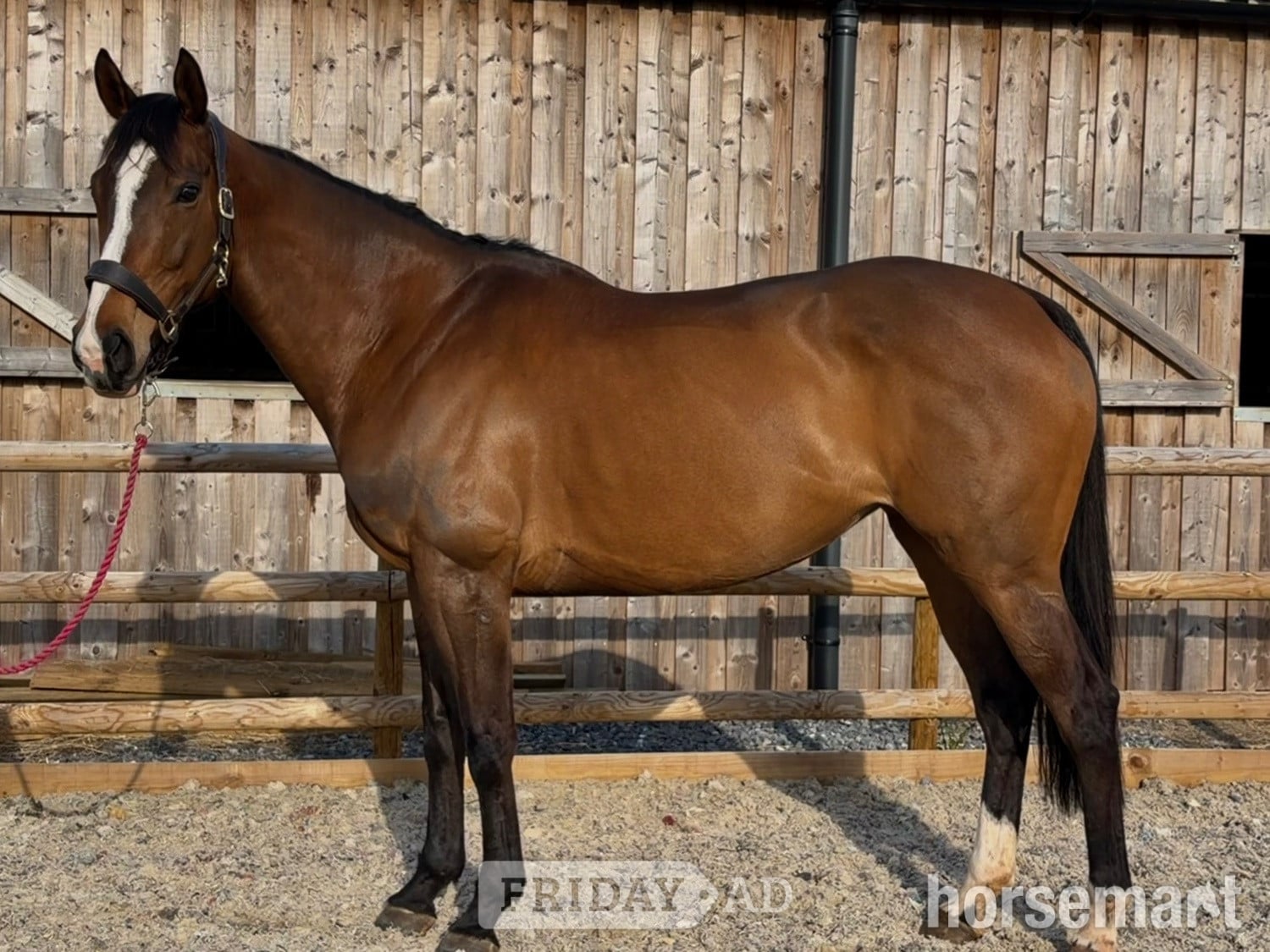 "Barbara (Barbie)" Bay Mare Ex Racehorse