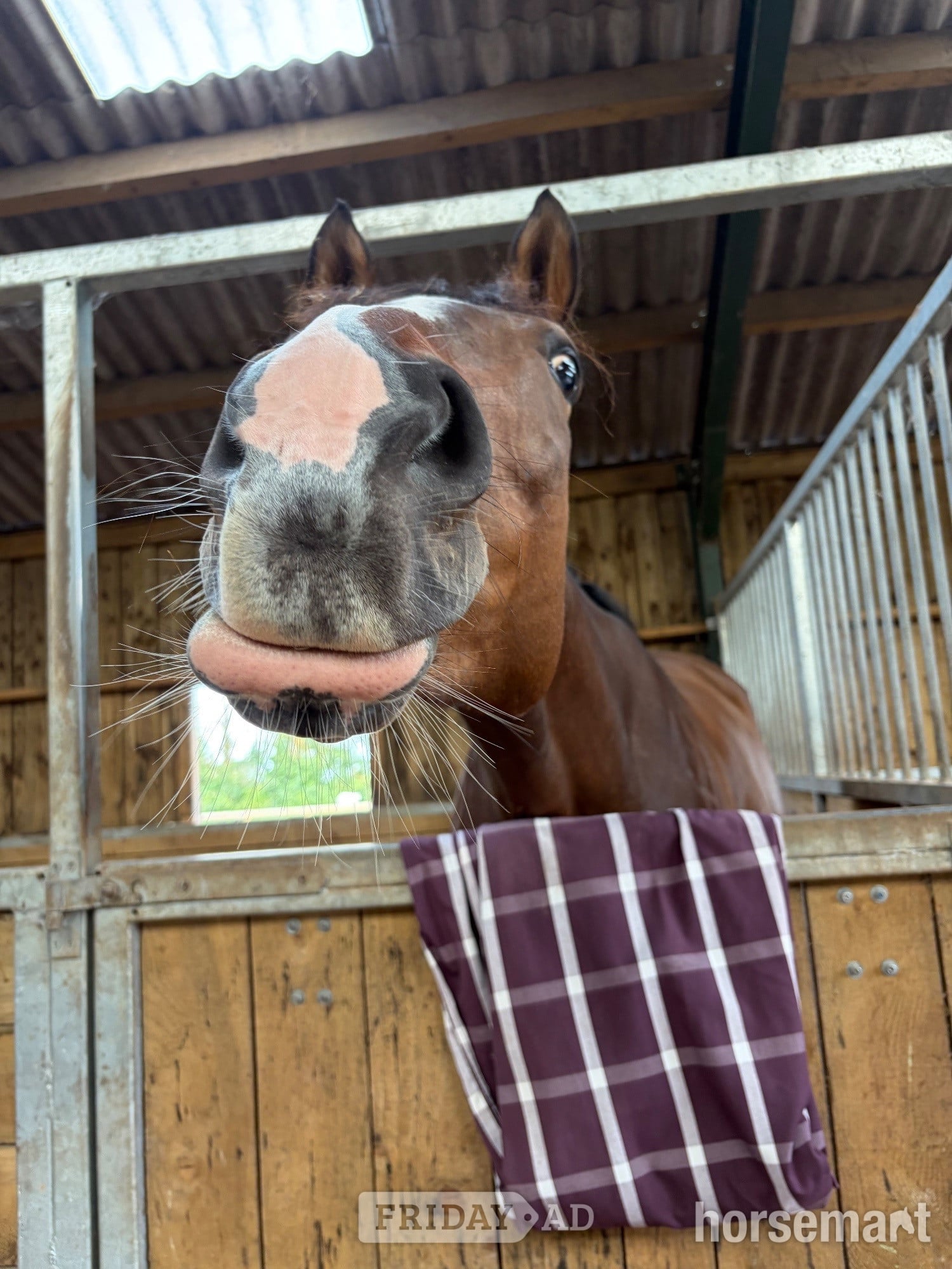 Bridgwater "Barbara (Barbie)" Bay Mare Ex Racehorse