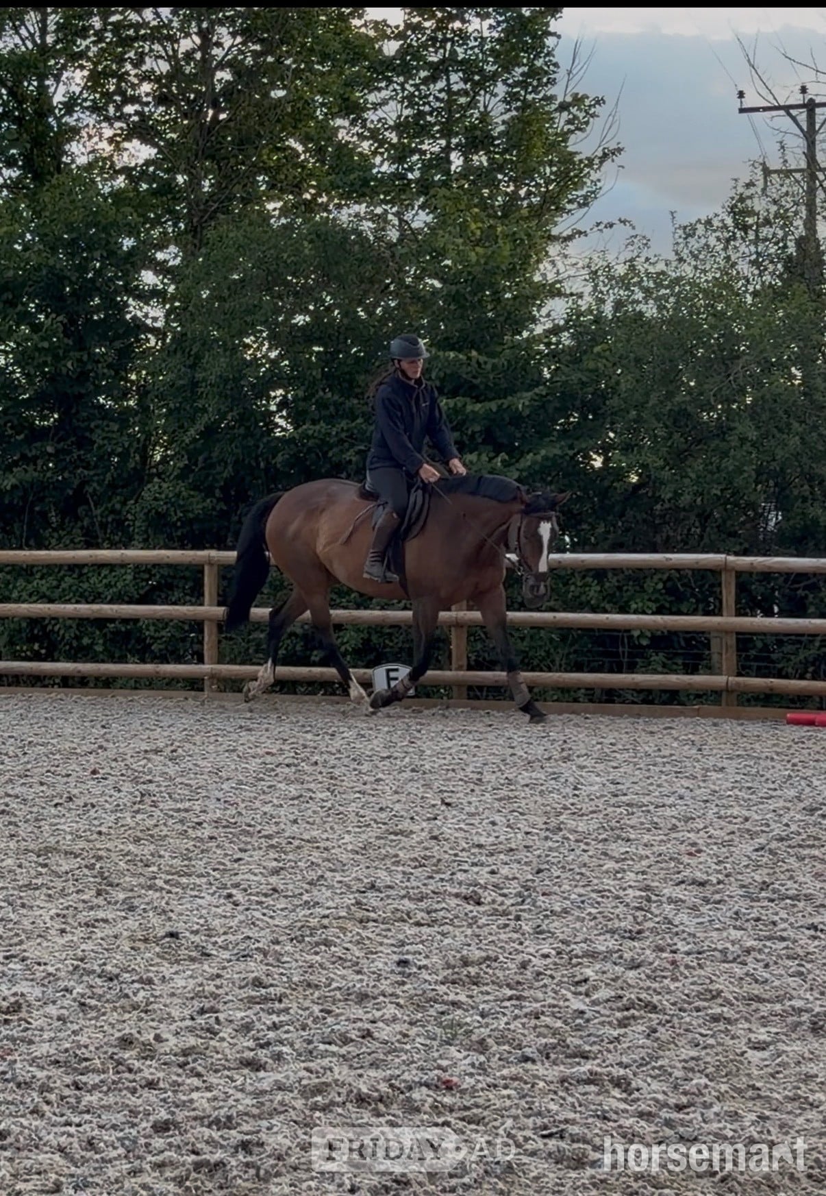 "Barbara (Barbie)" Bay Mare Ex Racehorse - Horses in Bridgwater