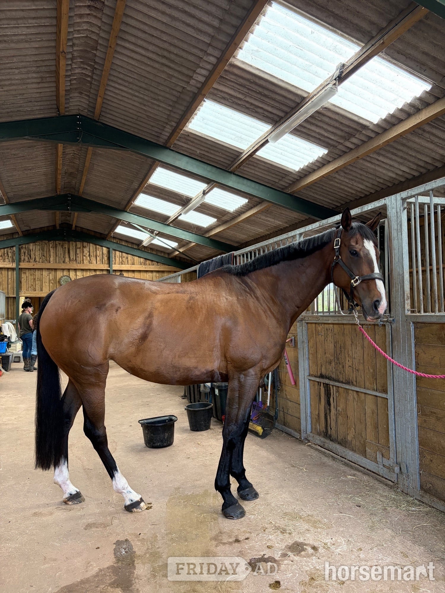 "Barbara (Barbie)" Bay Mare Ex Racehorse - Horses