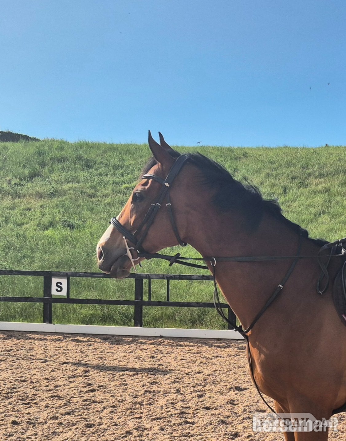 "Smudge" Bright Bay Gelding Ex Racehorse in East Linton