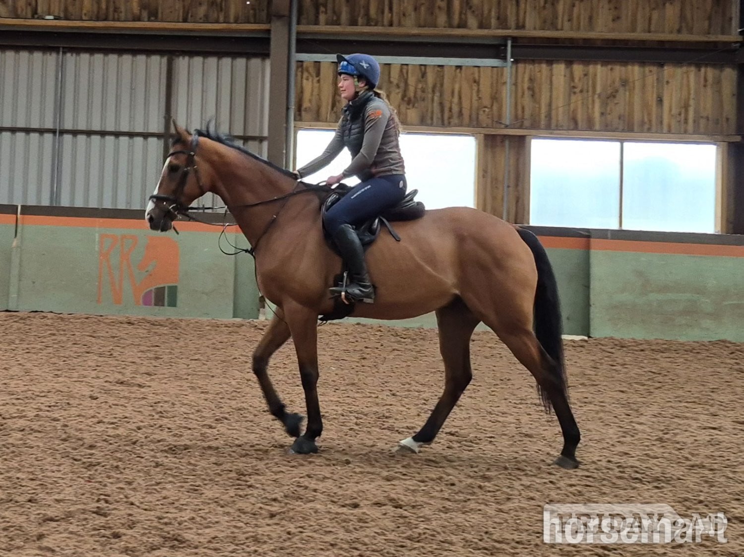 "Smudge" Bright Bay Gelding Ex Racehorse
