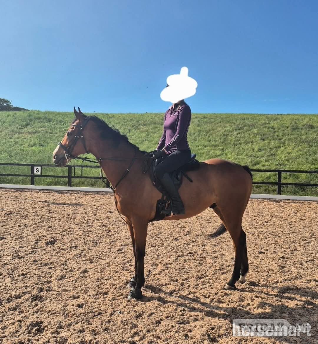 "Smudge" Bright Bay Gelding Ex Racehorse - Horses in East Linton