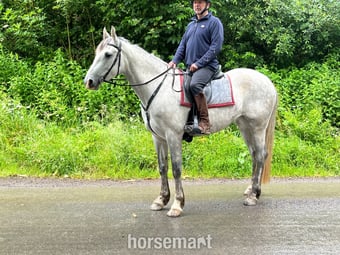"Massford Girl" Grey Mare All Rounder