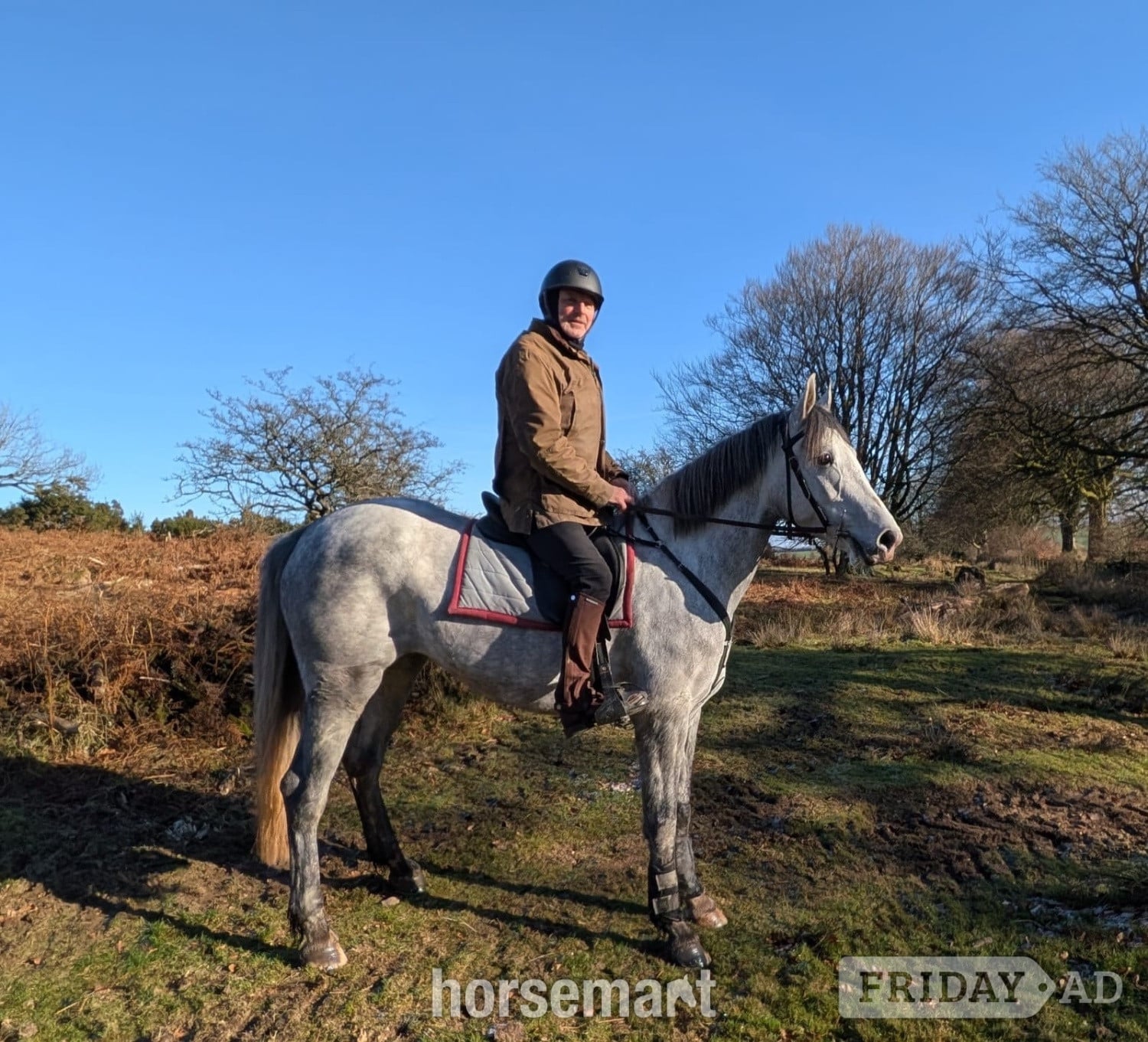 Dulverton "Massford Girl" Grey Mare All Rounder