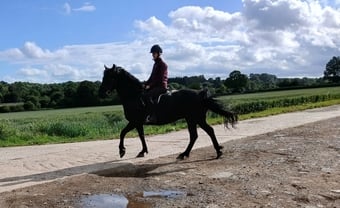 "Daphne" Black Mare All Rounder