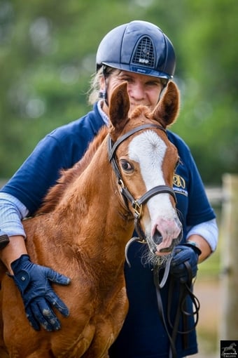 "Alonso" Chestnut Colt Youngstock / Foal