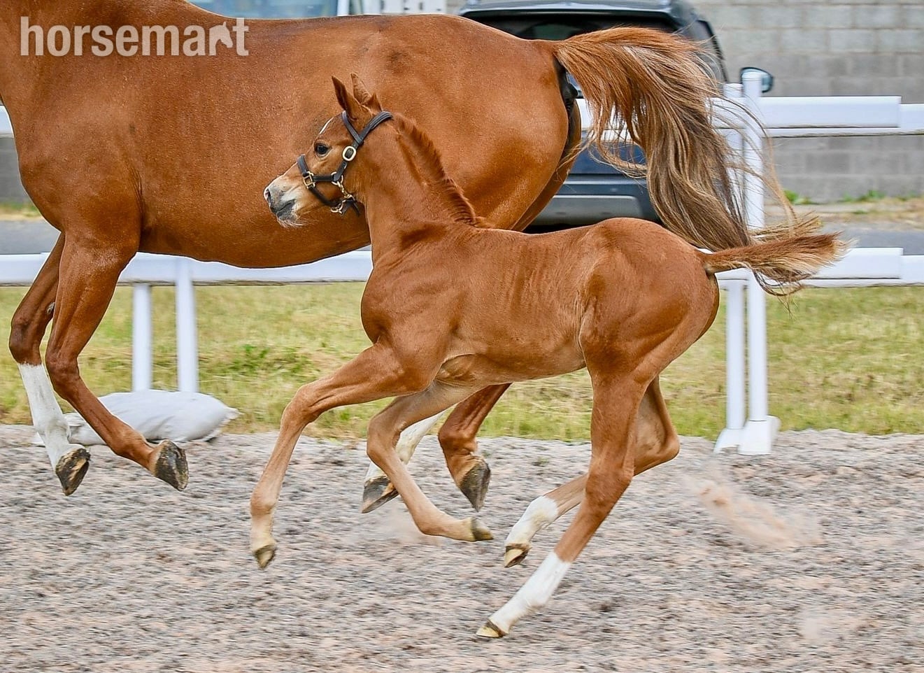 "Alonso" Chestnut Colt Youngstock / Foal