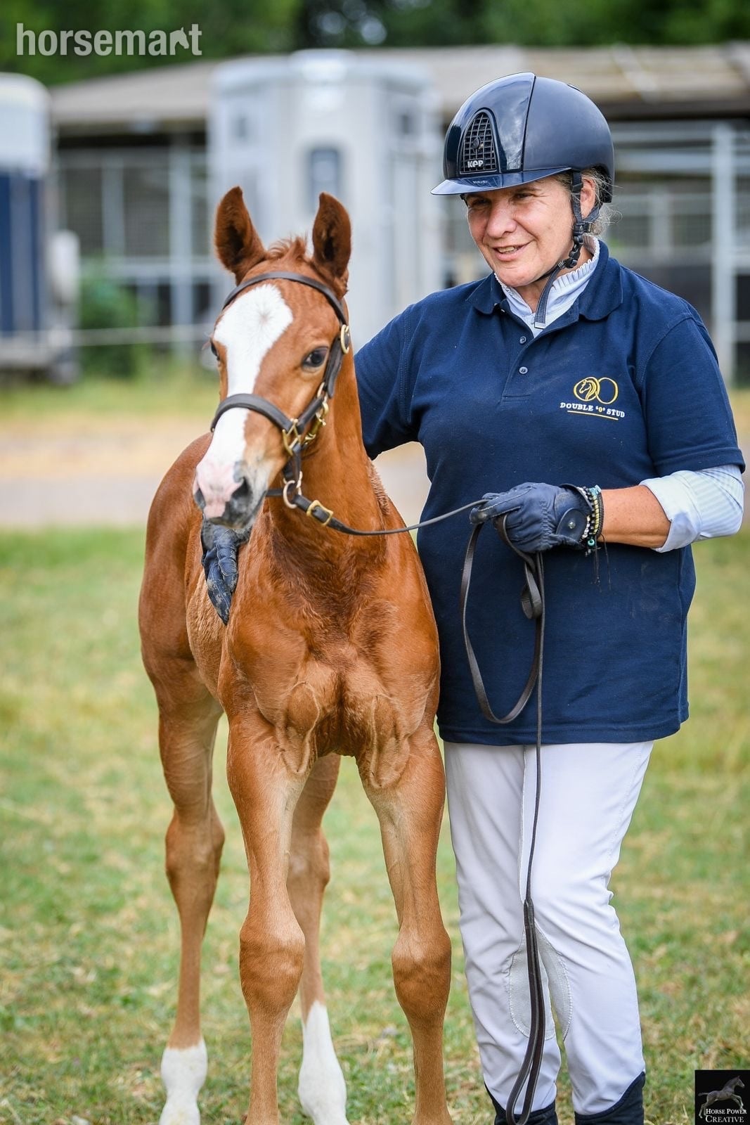 Telford "Alonso" Chestnut Colt Youngstock / Foal