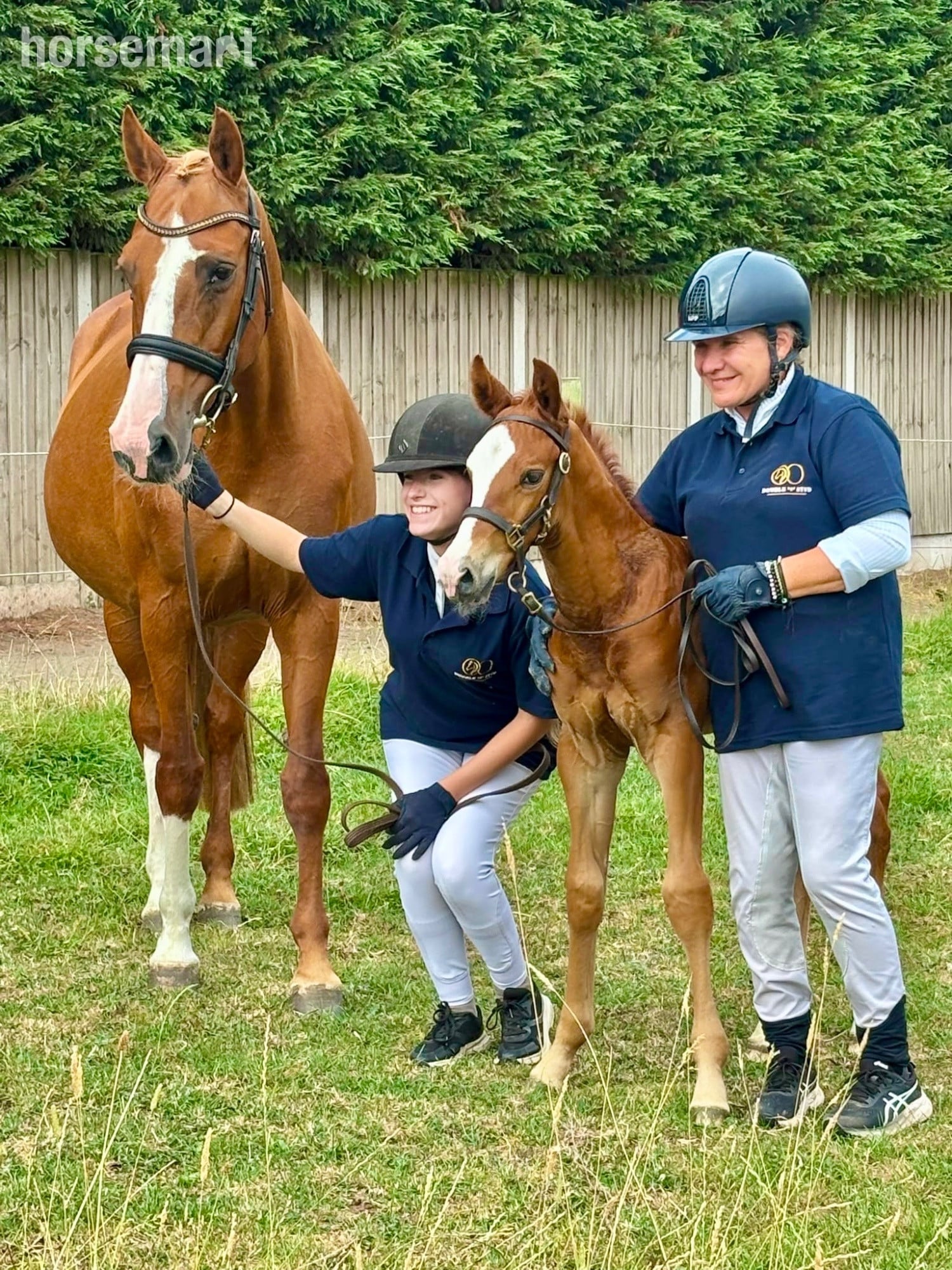 "Alonso" Chestnut Colt Youngstock / Foal - Horses in Telford