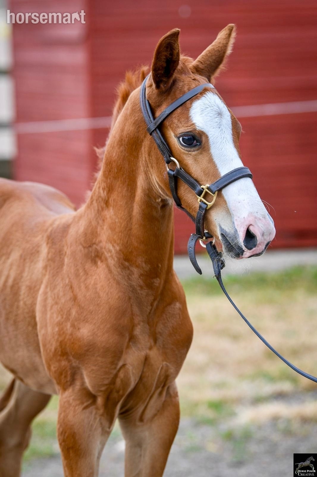 "Alonso" Chestnut Colt Youngstock / Foal - Horses