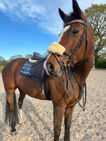"Wilma" Bay Mare All Rounder