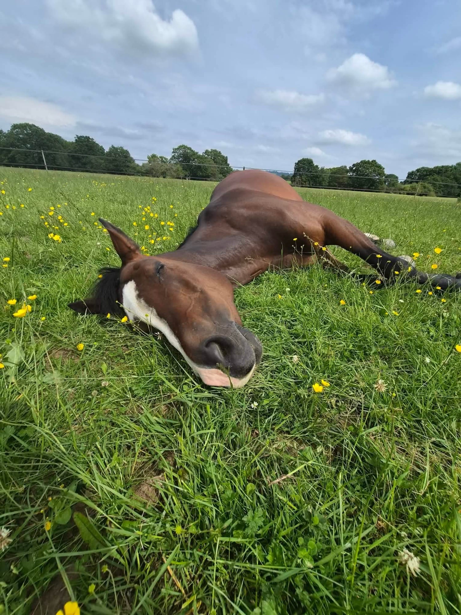 "Wilma" Bay Mare All Rounder