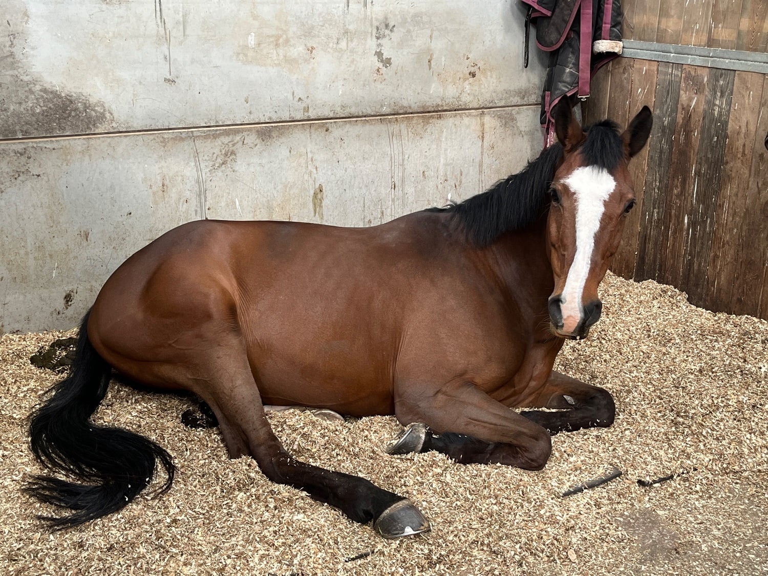 Chester "Wilma" Bay Mare All Rounder