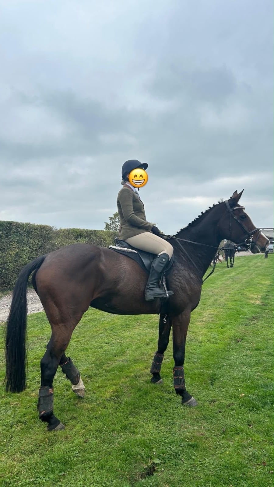 "Wilma" Bay Mare All Rounder - Horses in Chester