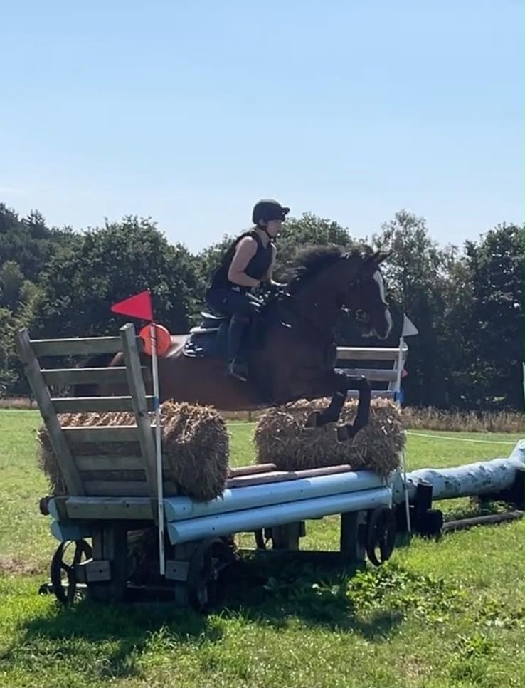 "Wilma" Bay Mare All Rounder - Horses
