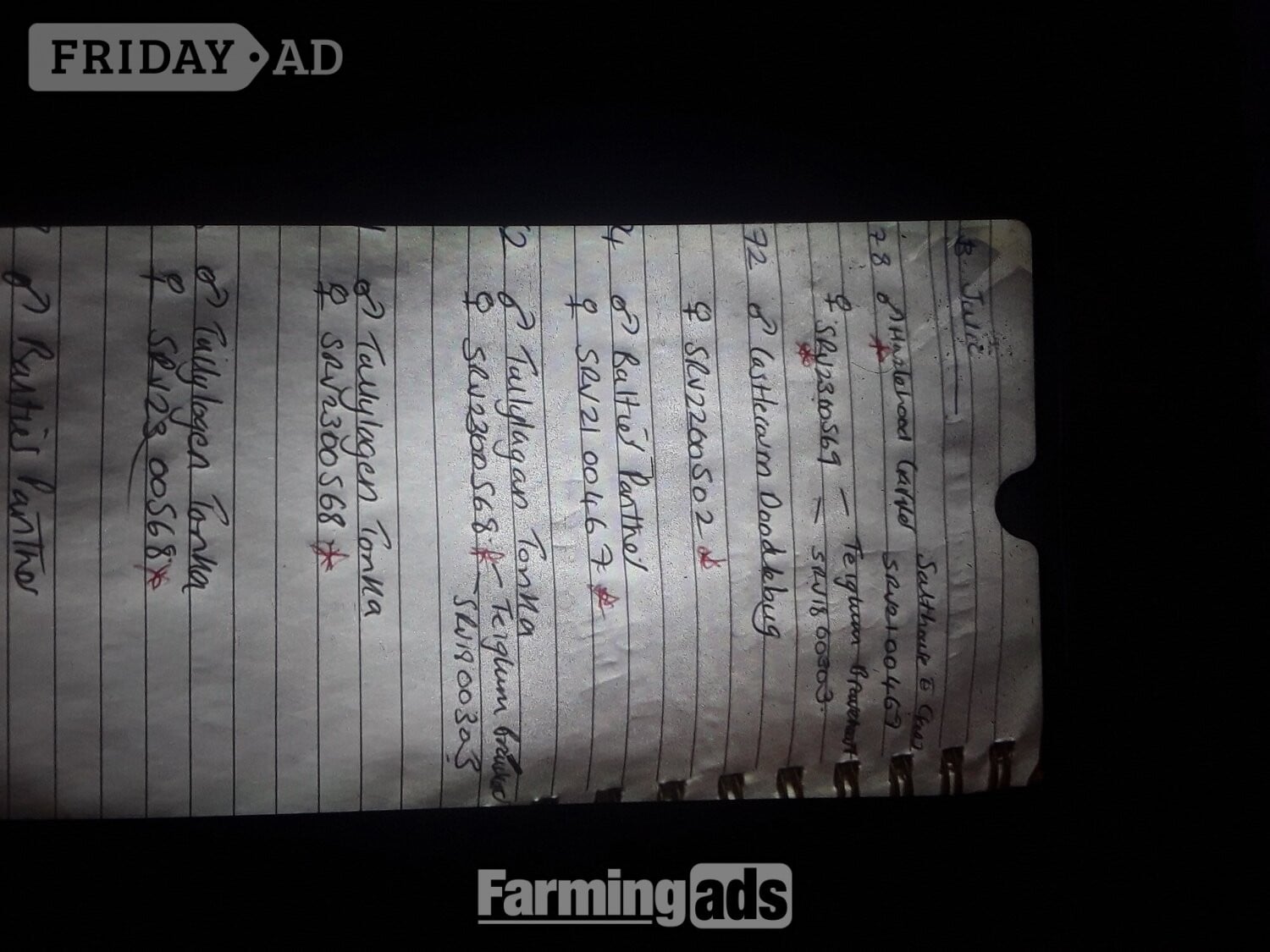 Texel shearling tups all pedigree and birth  notification  in Nottingham