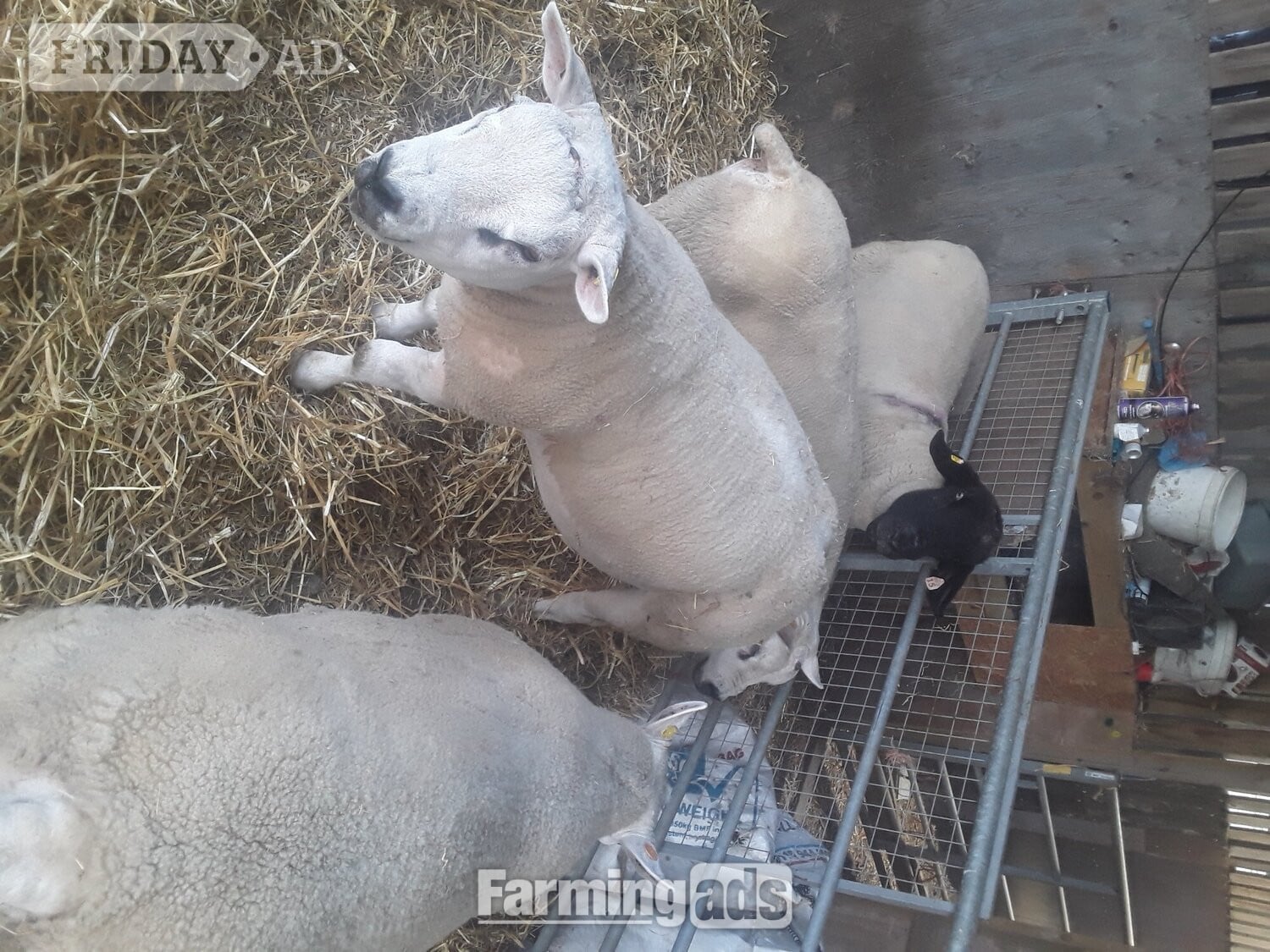 Texel shearling tups all pedigree and birth  notification 