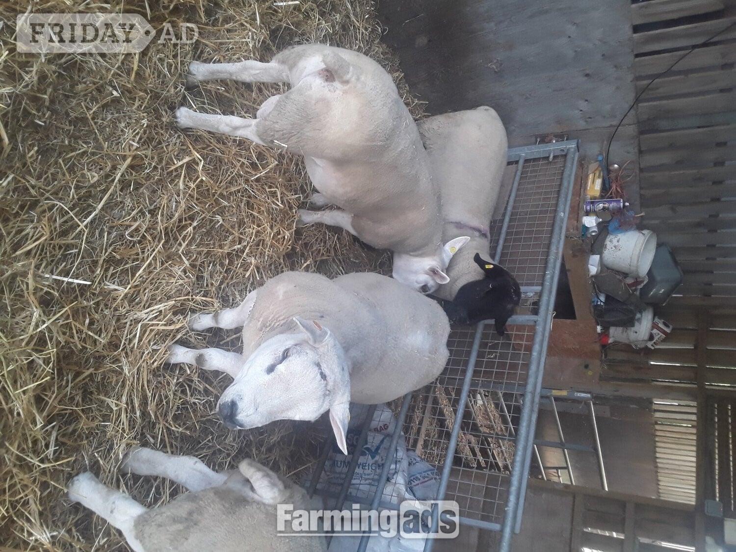 Nottingham Texel shearling tups all pedigree and birth  notification 