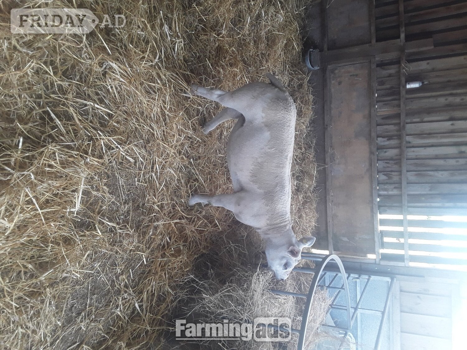 Texel shearling tups all pedigree and birth  notification  - Livestock in Nottingham