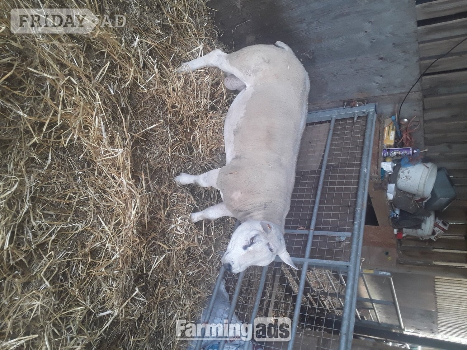 Texel shearling tups all pedigree and birth  notification  - Livestock