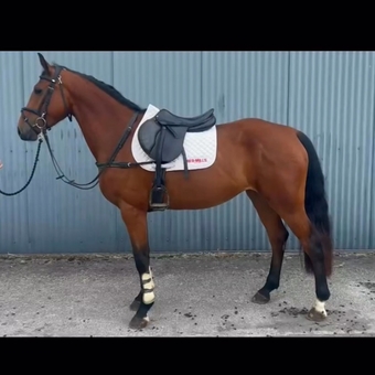 "KC BLAZING RUBY" Bay Mare Young Sport Horse