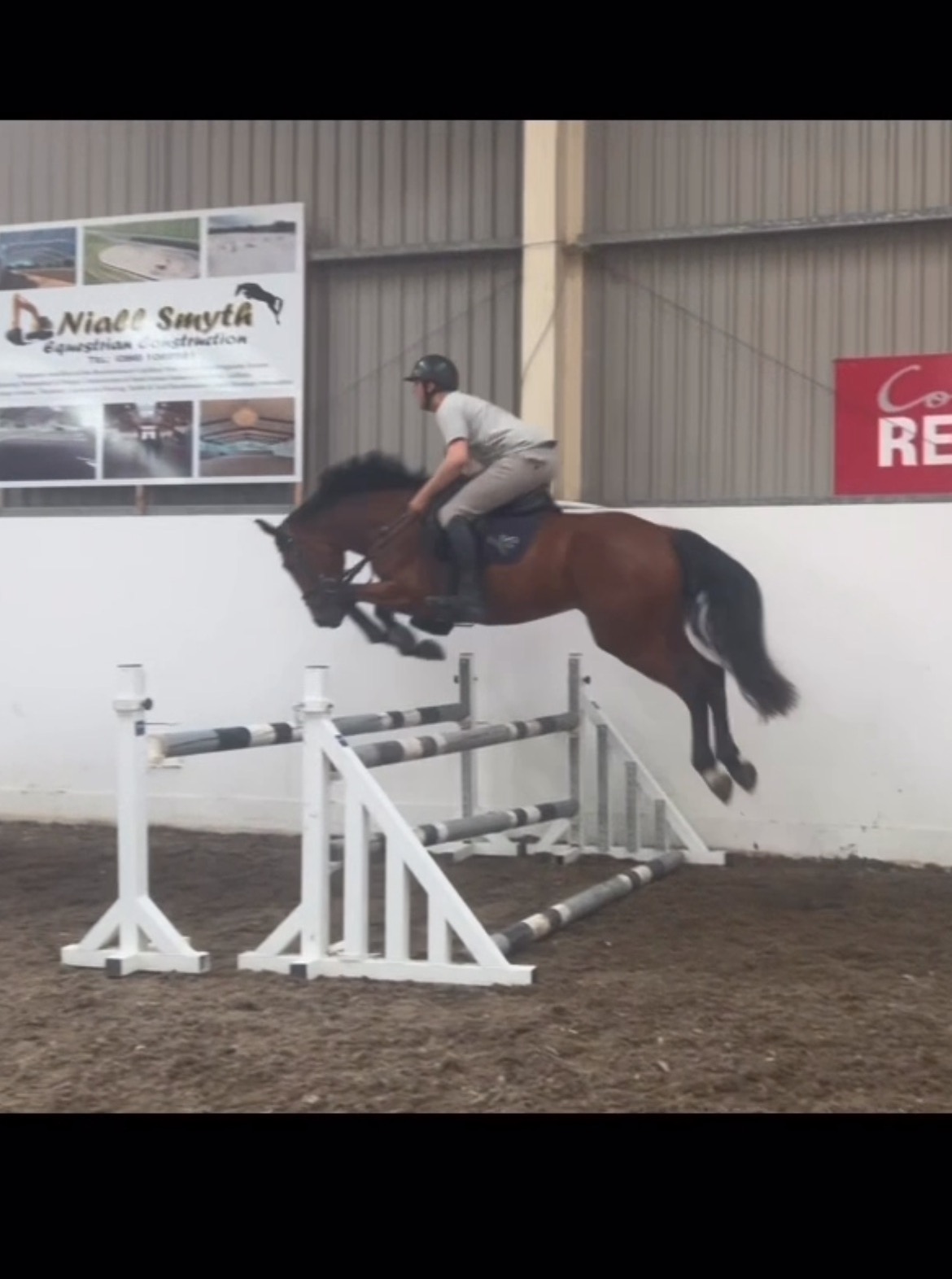 "KC BLAZING RUBY" Bay Mare Young Sport Horse