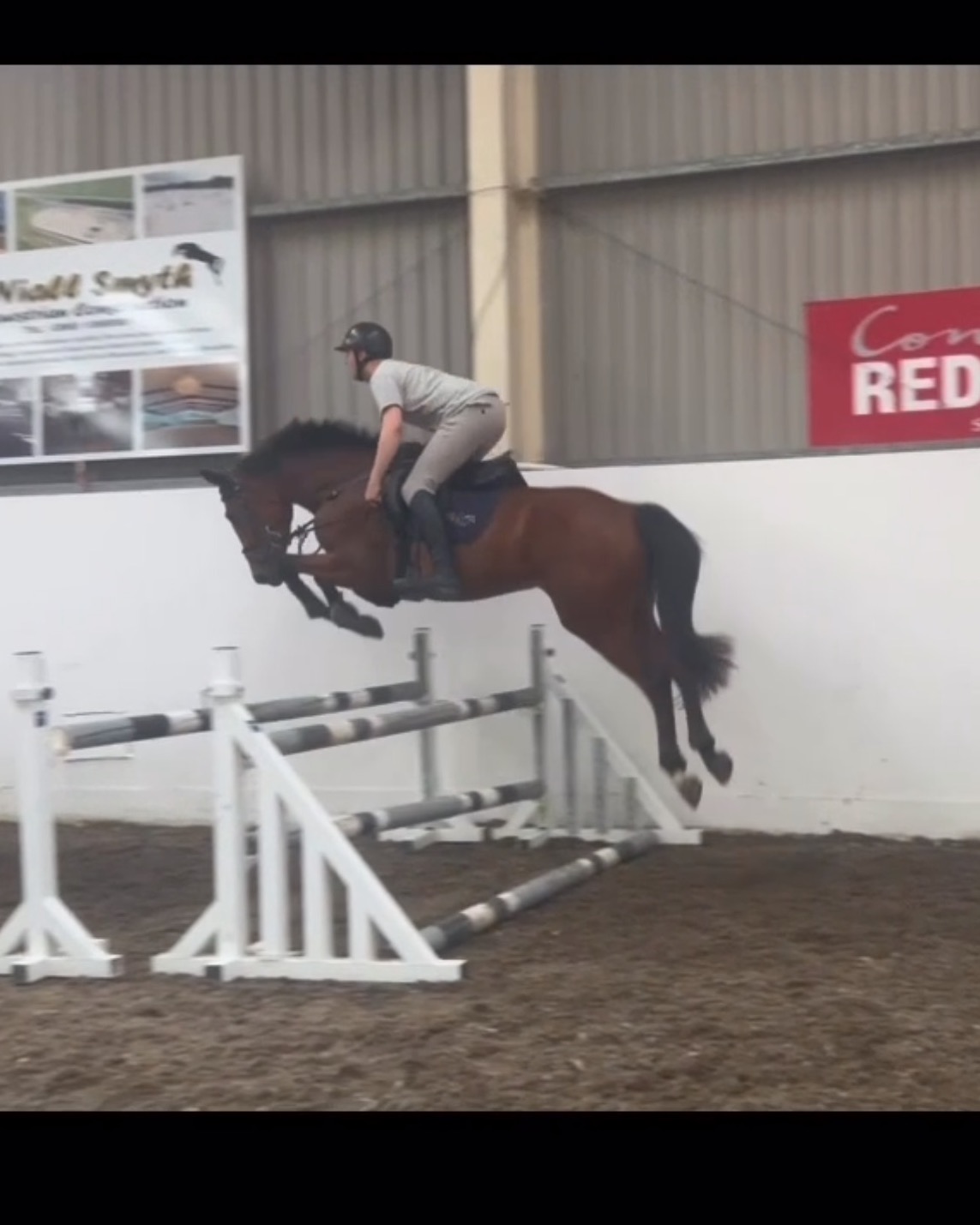 Kildare "KC BLAZING RUBY" Bay Mare Young Sport Horse