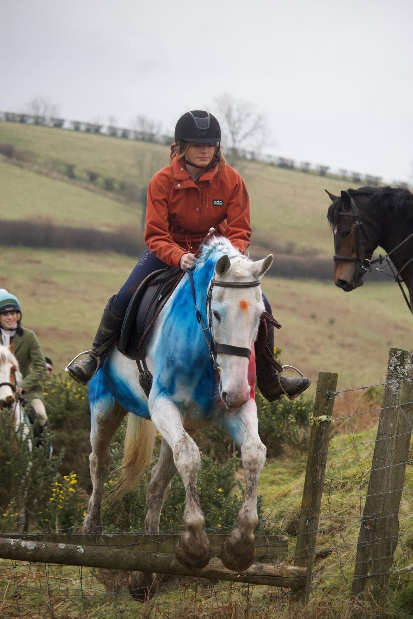 Llandysul "Lilly " Grey Mare All Rounder