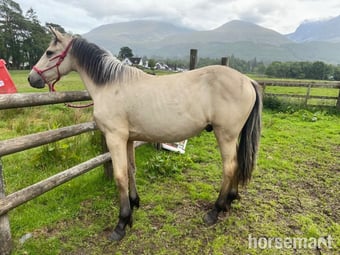 "Milo of Torlundy " Buckskin Gelding Youngstock / Foal