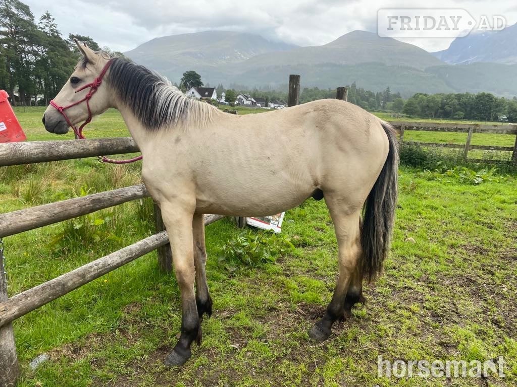 "Milo of Torlundy " Buckskin Gelding Youngstock / Foal in Fort William