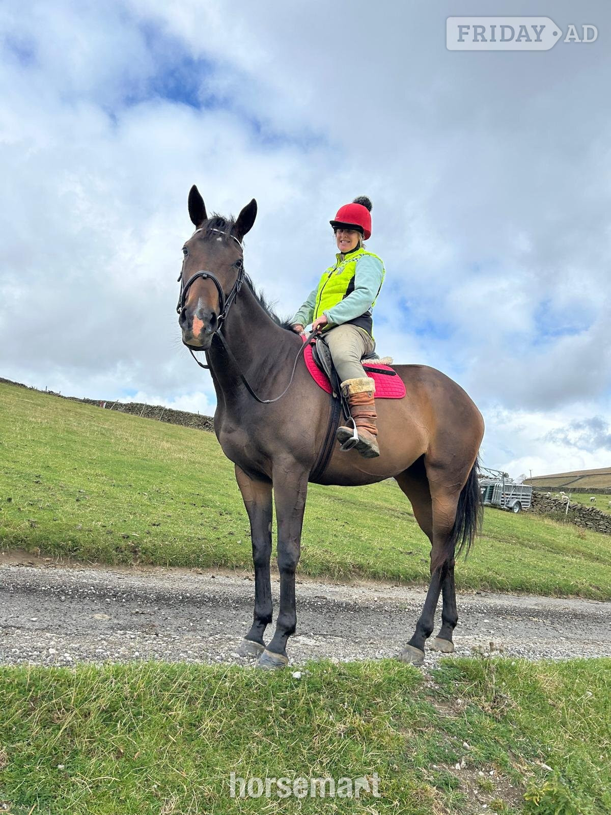 Chinley "Star" Dark Bay Filly Riding Club Horse