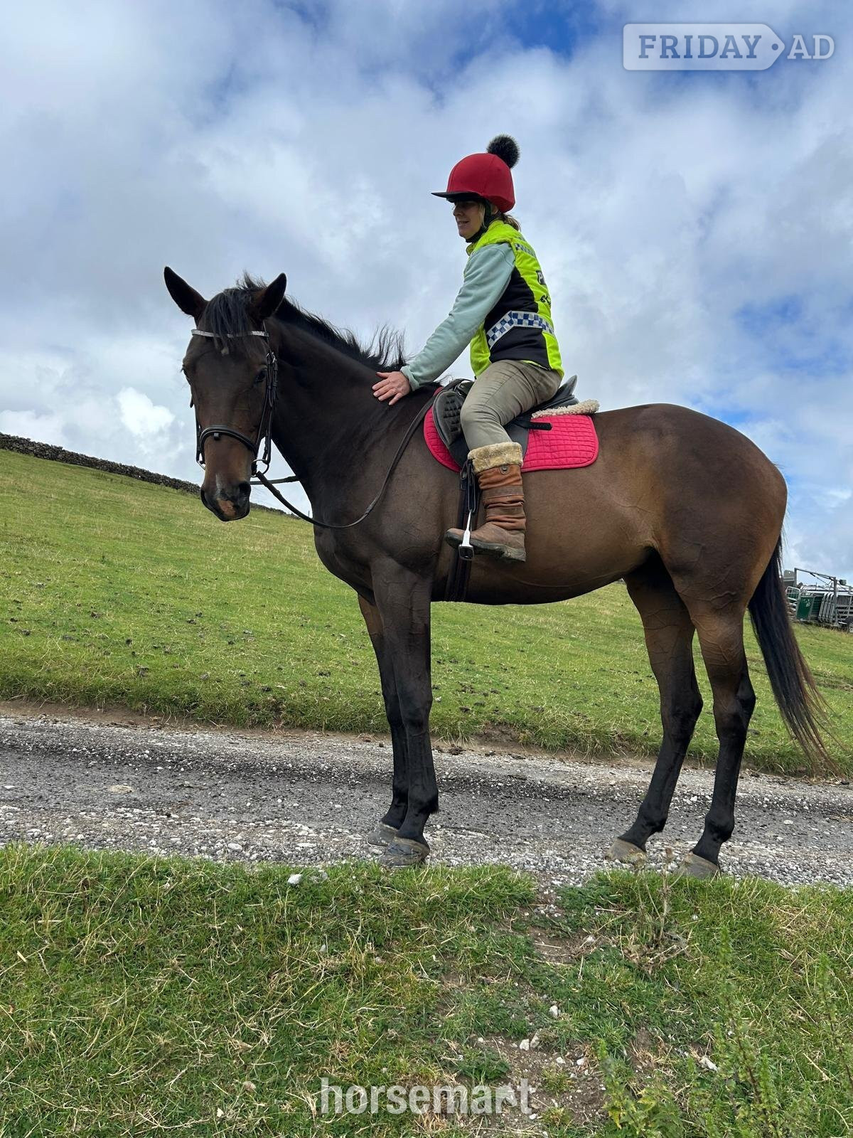 "Star" Dark Bay Filly Riding Club Horse