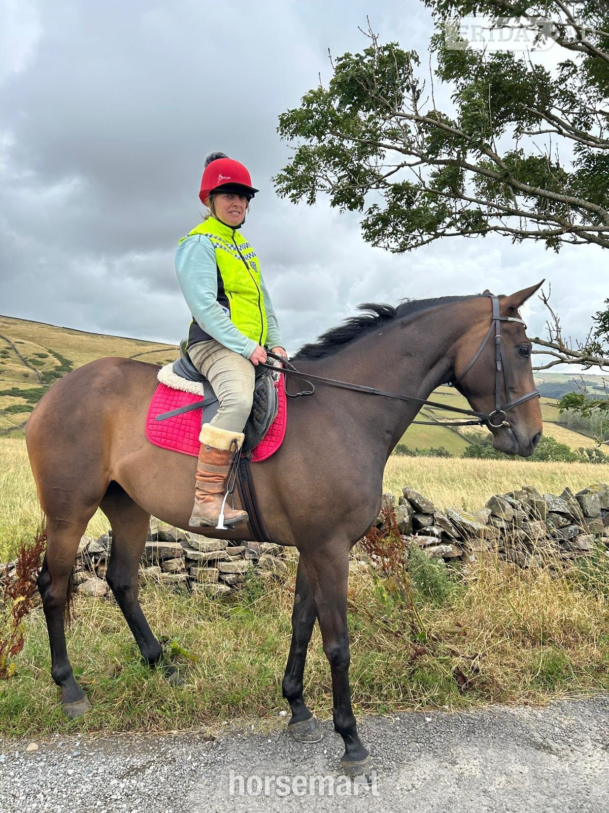 "Star" Dark Bay Filly Riding Club Horse - Horses in Chinley