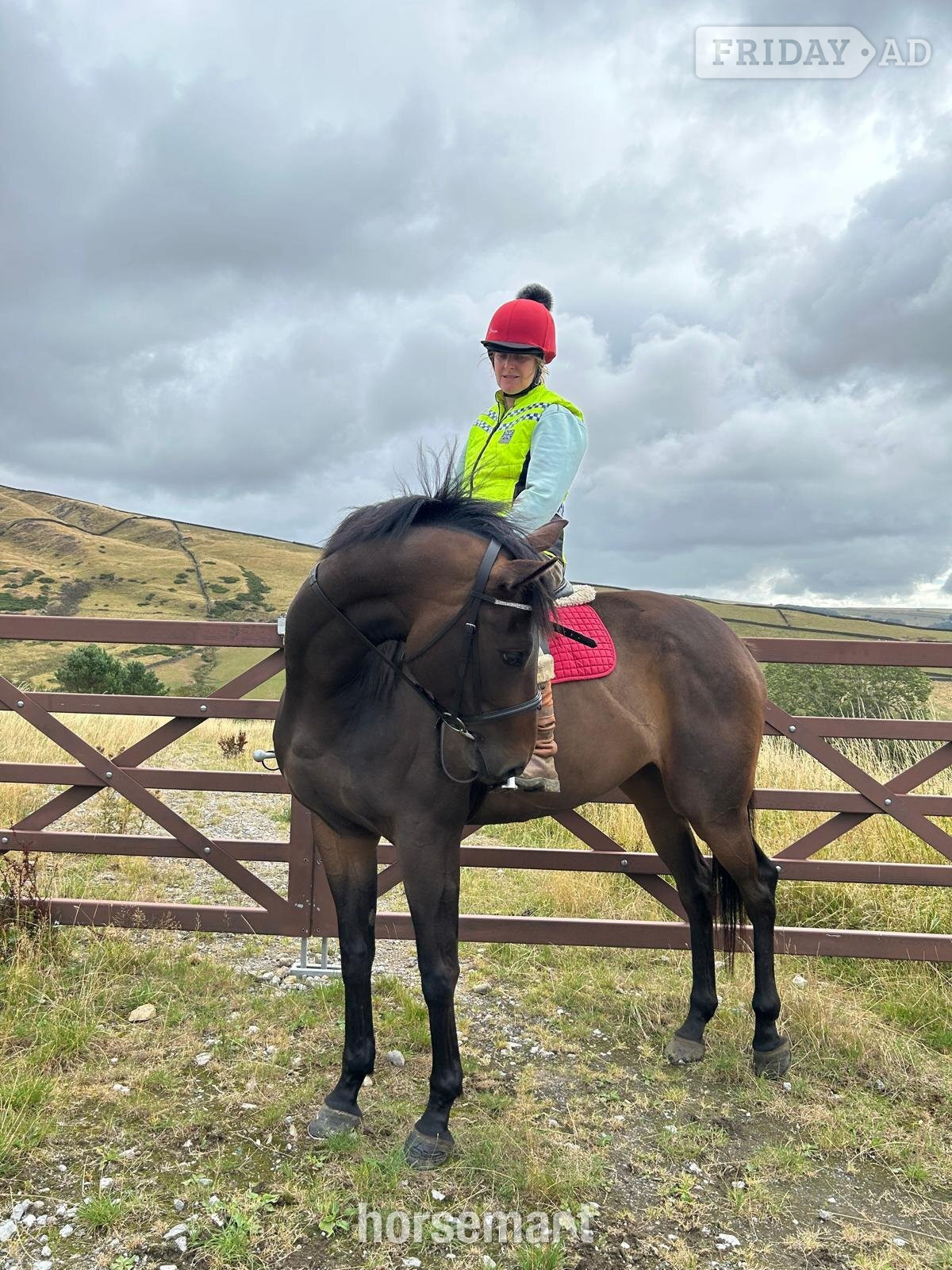 "Star" Dark Bay Filly Riding Club Horse in Chinley
