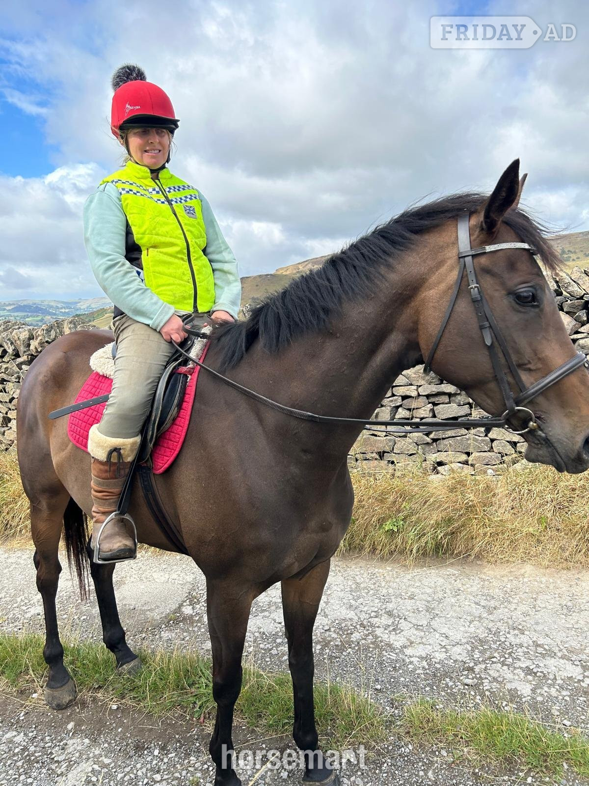 "Star" Dark Bay Filly Riding Club Horse - Horses