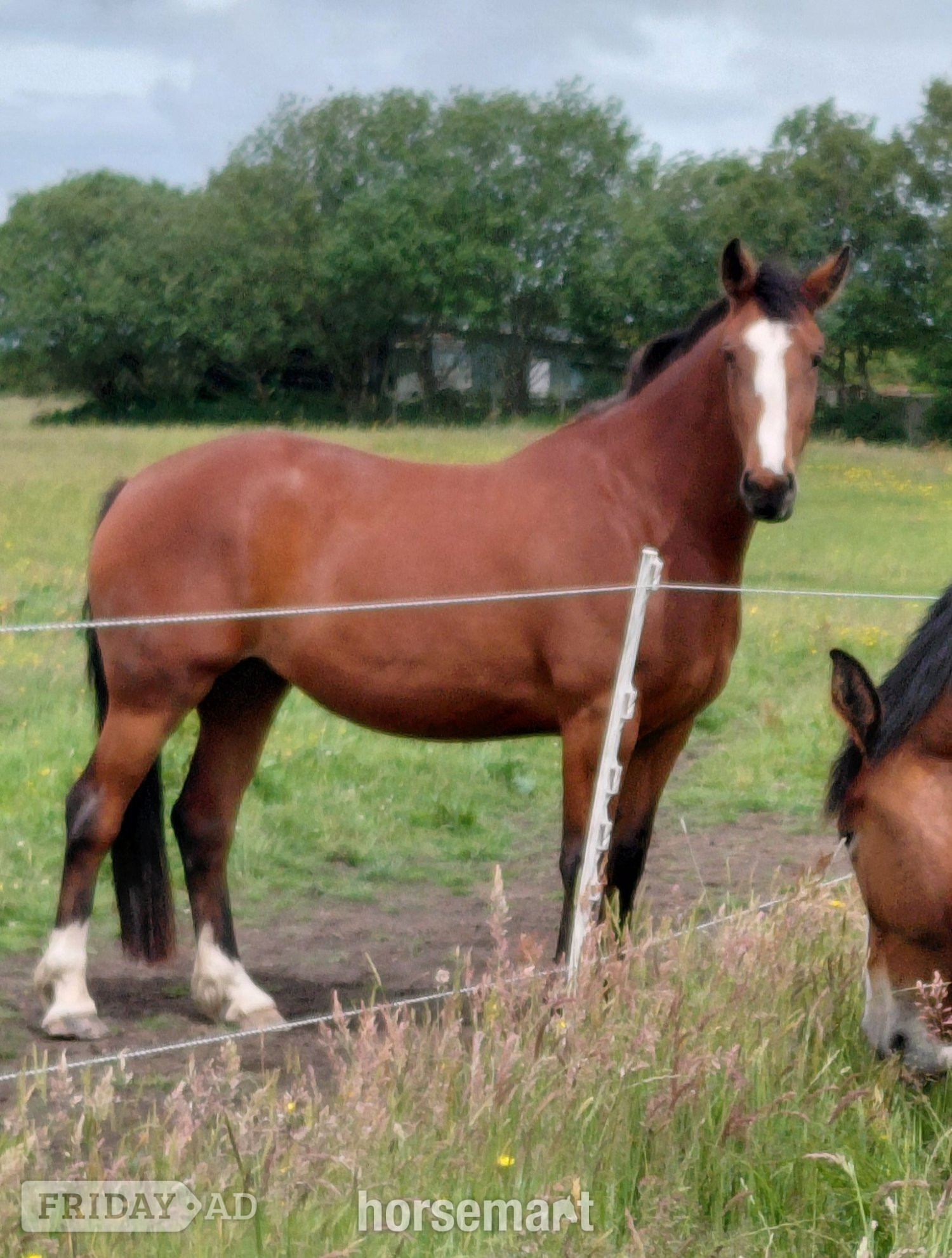 "Clover " Bay Mare All Rounder in Stoke upon Trent