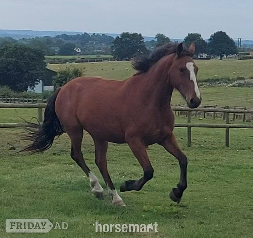 "Clover " Bay Mare All Rounder