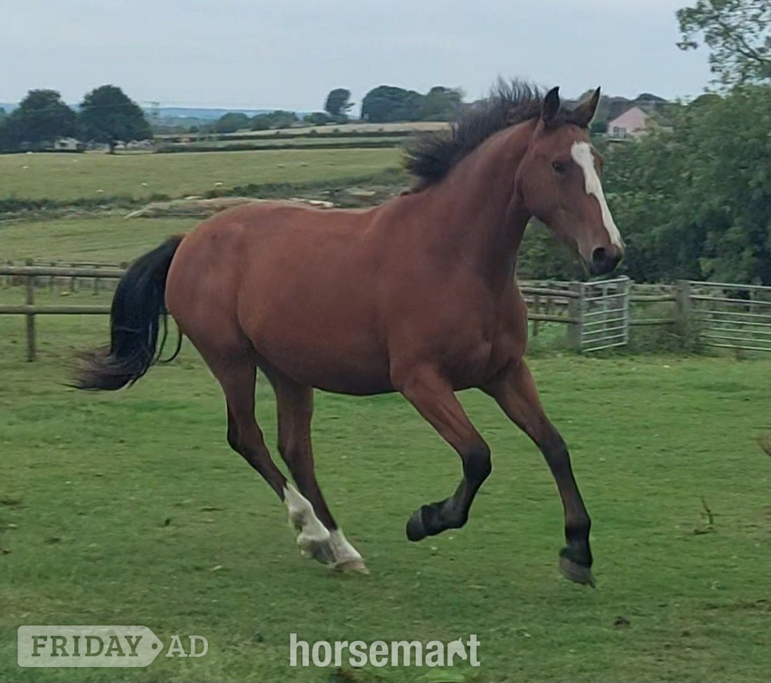 Stoke upon Trent "Clover " Bay Mare All Rounder