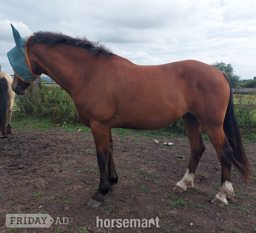 "Clover " Bay Mare All Rounder - Horses in Stoke upon Trent