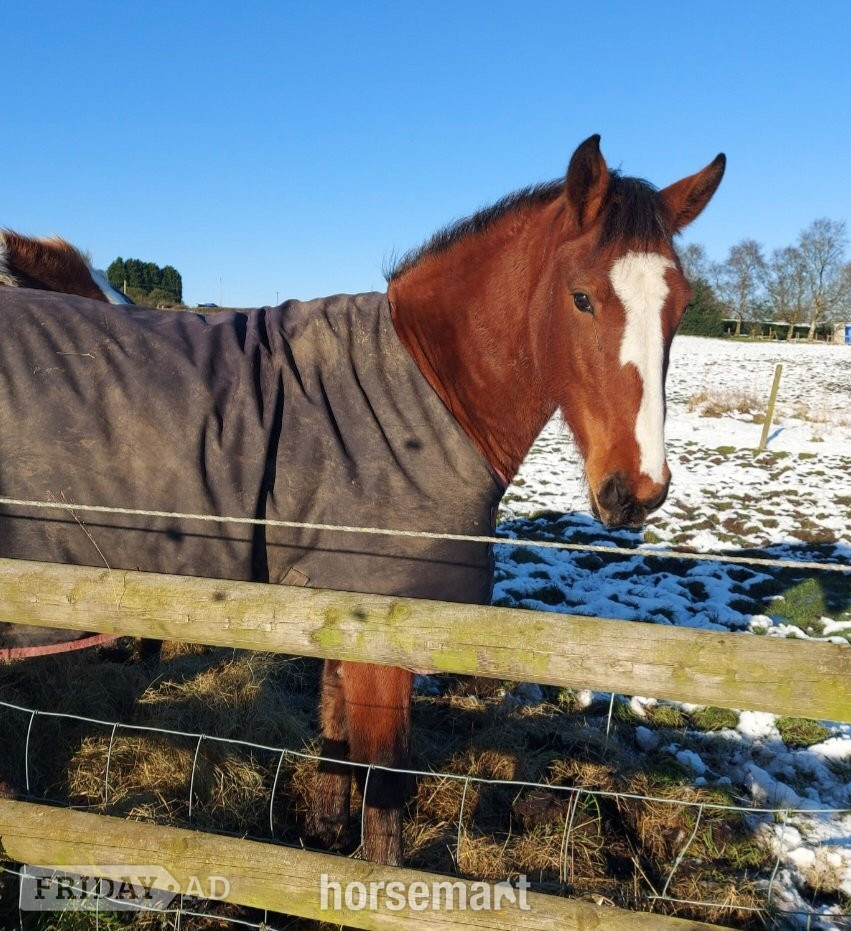 "Clover " Bay Mare All Rounder - Horses