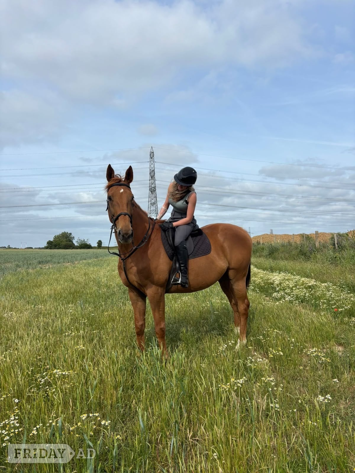 "Jack" Chestnut Gelding All Rounder in Rochester