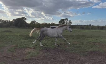"Koora's Celestial Charm (Lux)" Grey Gelding Young Sport Horse