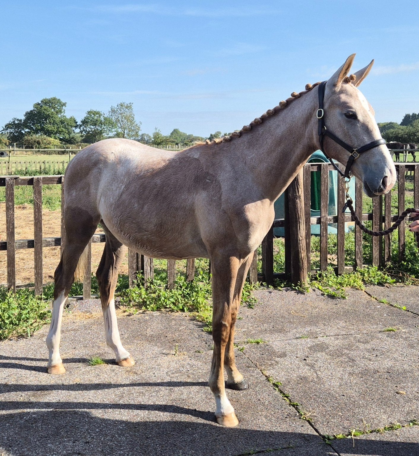 "Koora's Celestial Charm (Lux)" Grey Gelding Young Sport Horse in York