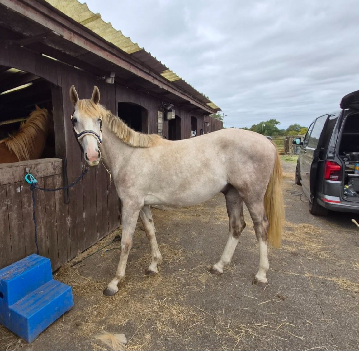 "Koora's Celestial Charm (Lux)" Grey Gelding Young Sport Horse