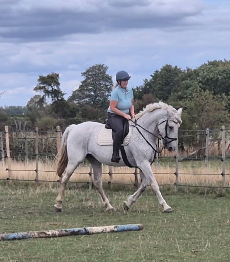 York "Koora's Celestial Charm (Lux)" Grey Gelding Young Sport Horse