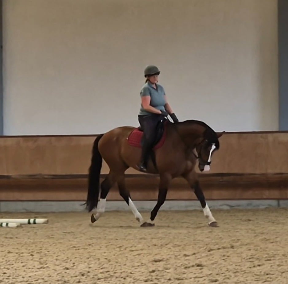 "Koora's Celestial Charm (Lux)" Grey Gelding Young Sport Horse - Horses
