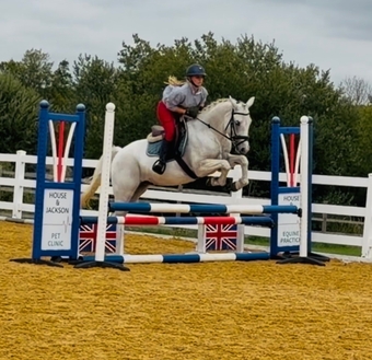 "Rover" Grey Gelding All Rounder