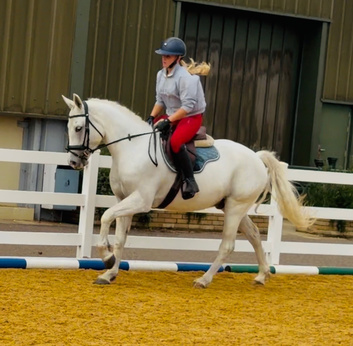 "Rover" Grey Gelding All Rounder