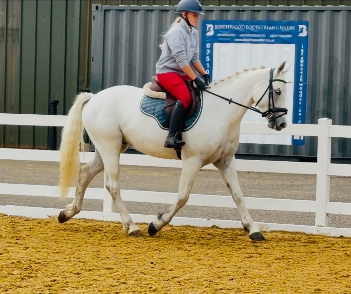Bowers Gifford "Rover" Grey Gelding All Rounder